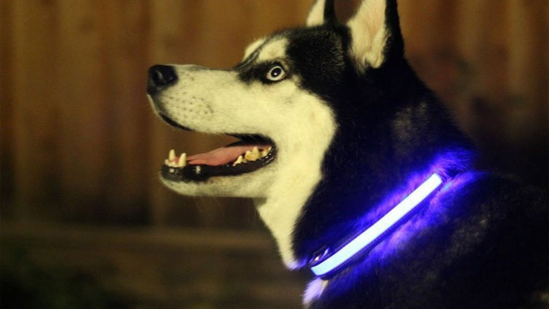 LED Light Up Dog Collar.