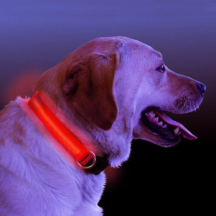 LED Light Up Dog Collar.